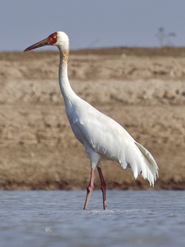Siberian Crane