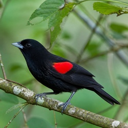 Silver-beaked Tanager Identification Guide