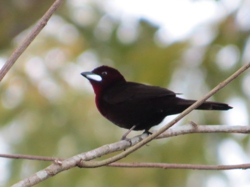 Silver-beaked Tanager