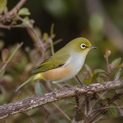 Silvereye Identification Guide