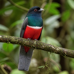 Slaty-tailed Trogon Identification Guide