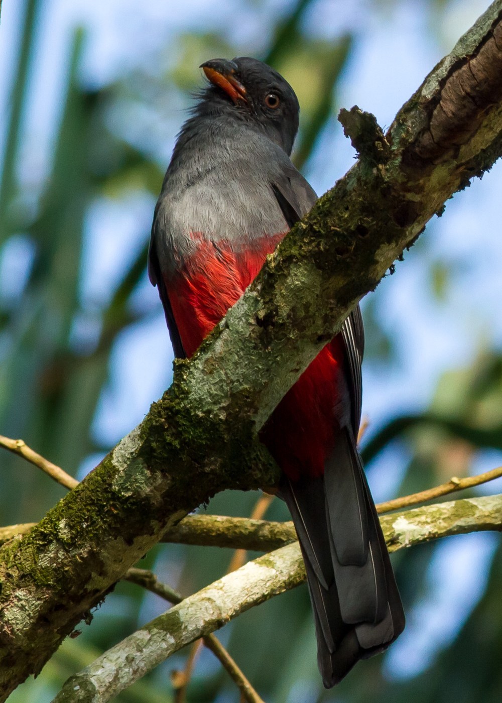 Slaty-tailed Trogon Identification Guide