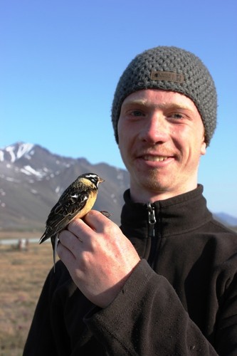 Smith's Longspur