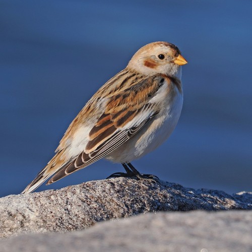 Snow Bunting