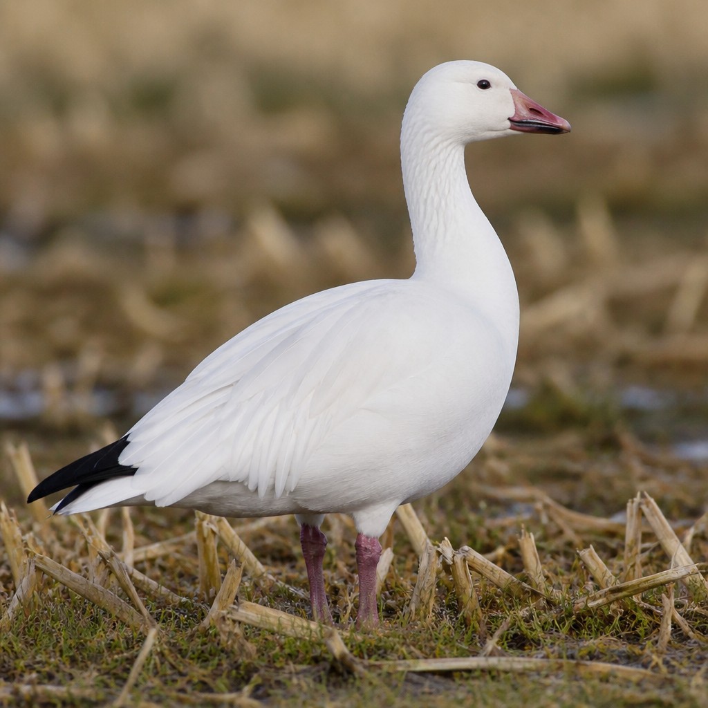 Snow Goose