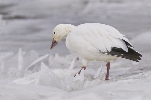 Snow Goose