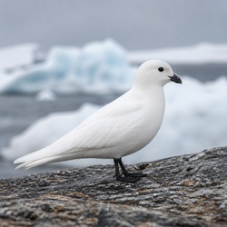 Snow Petrel Identification Guide