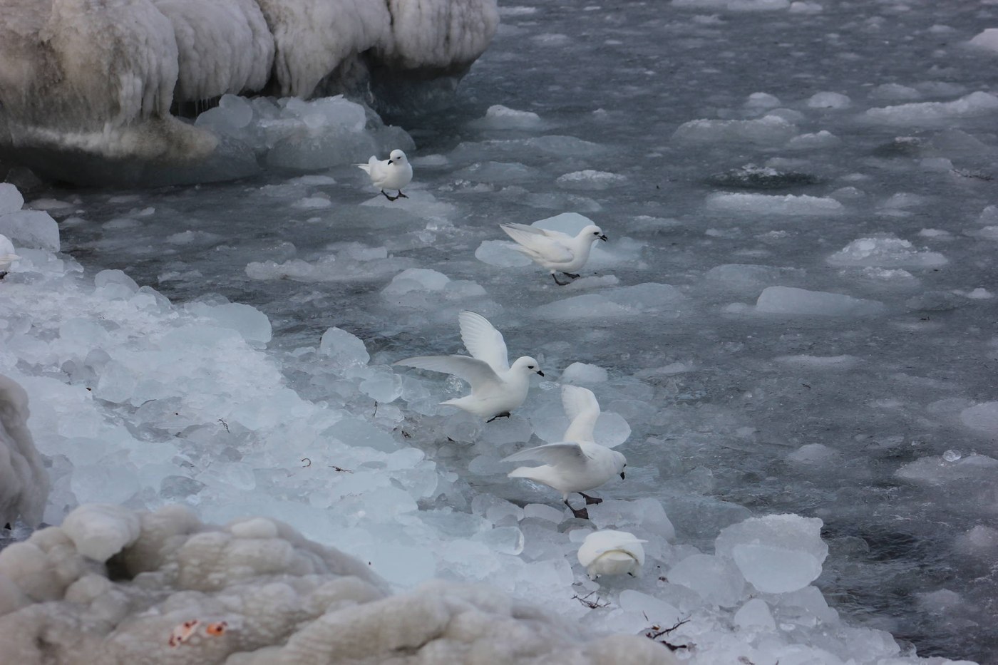 Snow Petrel (Pagodroma nivea)