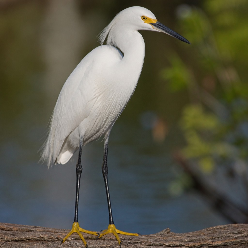 Snowy Egret (Egretta thula)