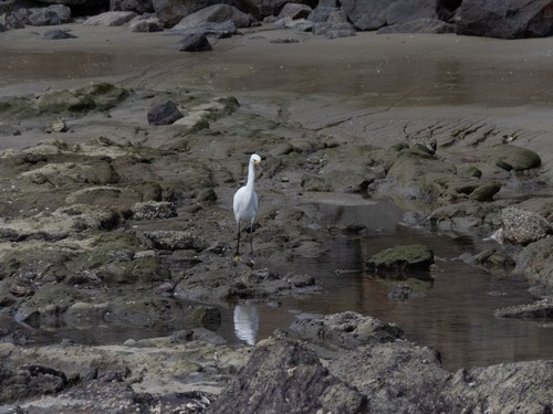 Snowy Egret