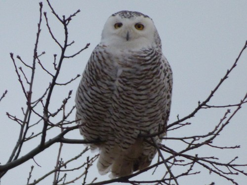 Snowy Owl