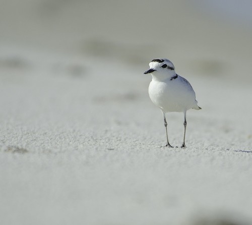 Snowy Plover