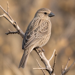 Sociable Weaver Identification Guide
