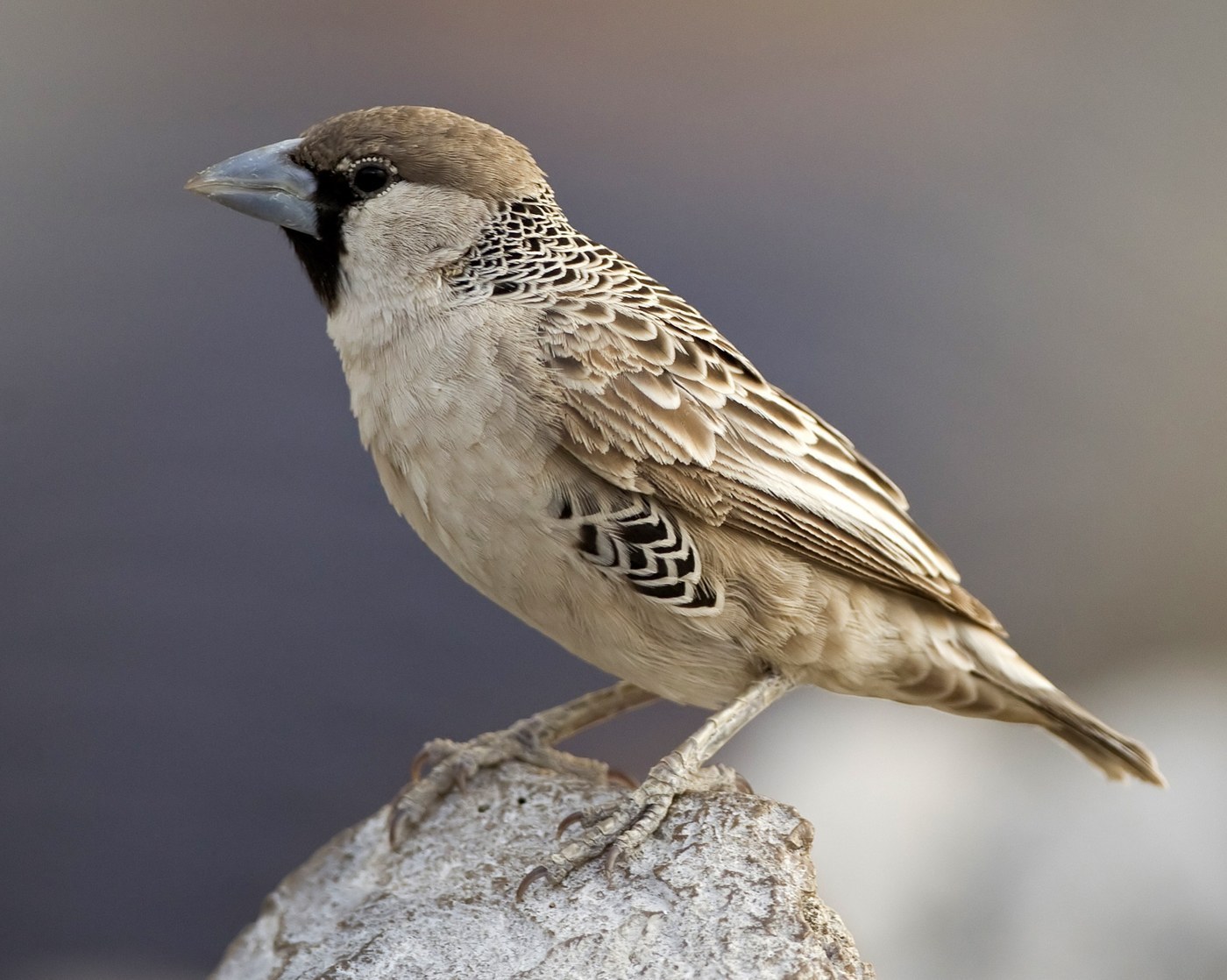 Sociable Weaver (Philetairus socius)
