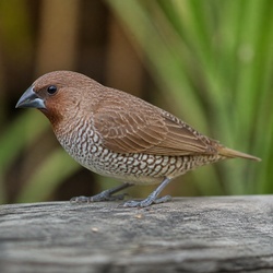 Society Finch Identification Guide