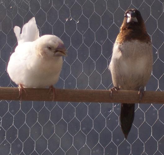 Society Finch (Lonchura striata domestica)