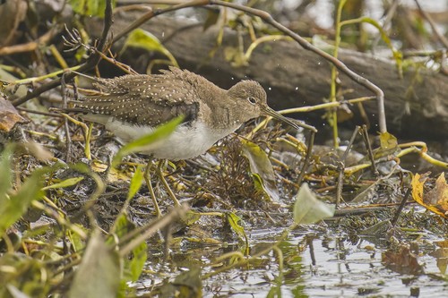 Solitary Sandpiper