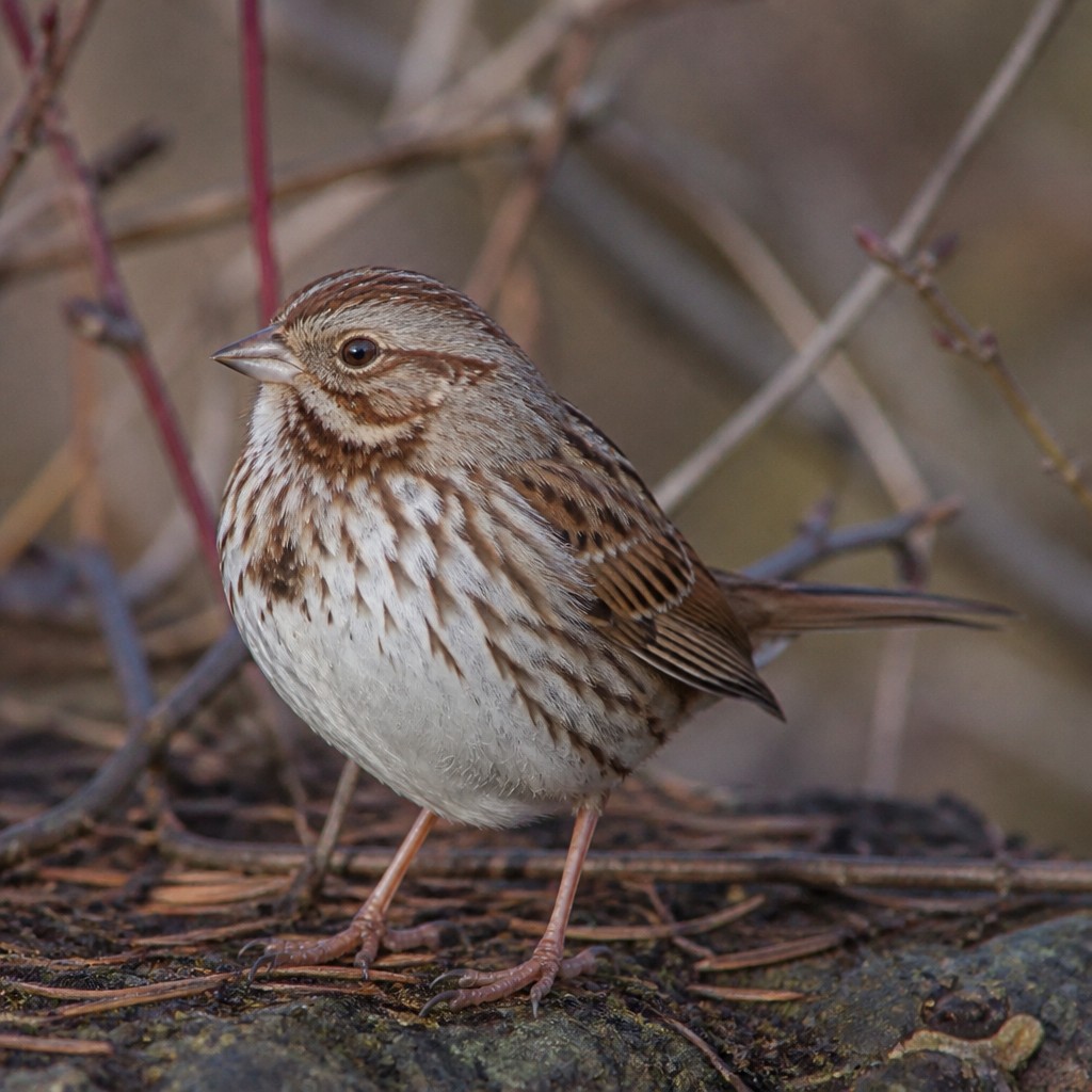 Song Sparrow