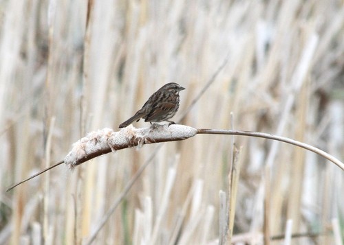 Song Sparrow
