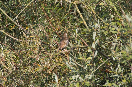 Song Thrush