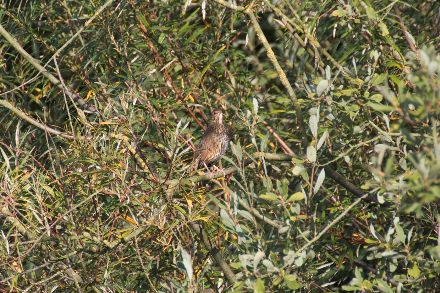 Song Thrush (Turdus philomelos)