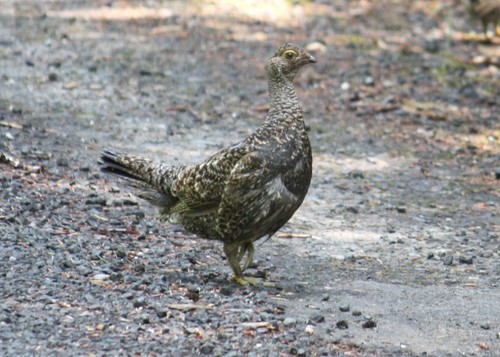 Sooty Grouse