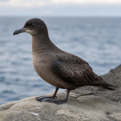Sooty Shearwater Identification Guide