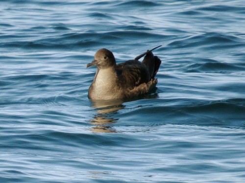 Sooty Shearwater