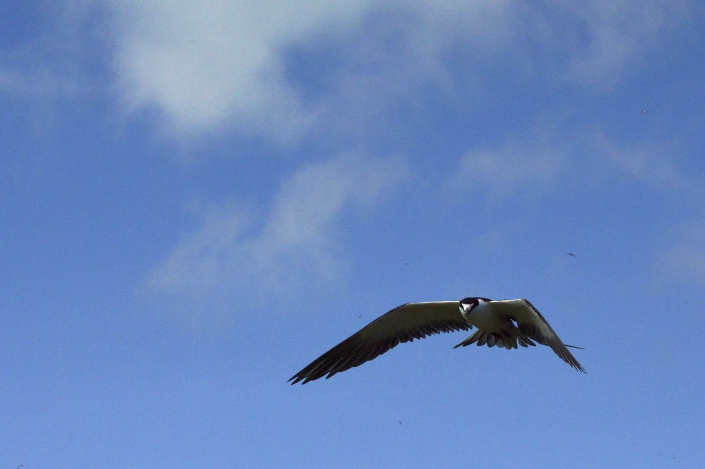 Sooty Tern (Onychoprion fuscatus)