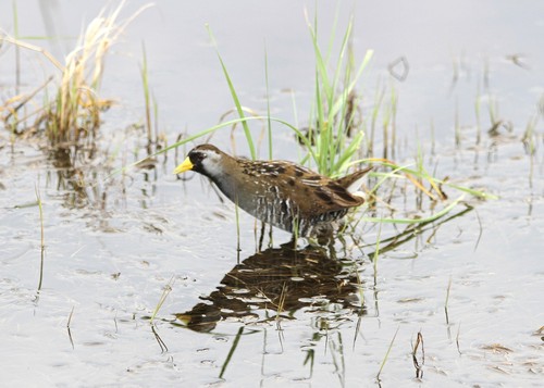 Sora