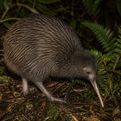Southern Brown Kiwi Identification Guide