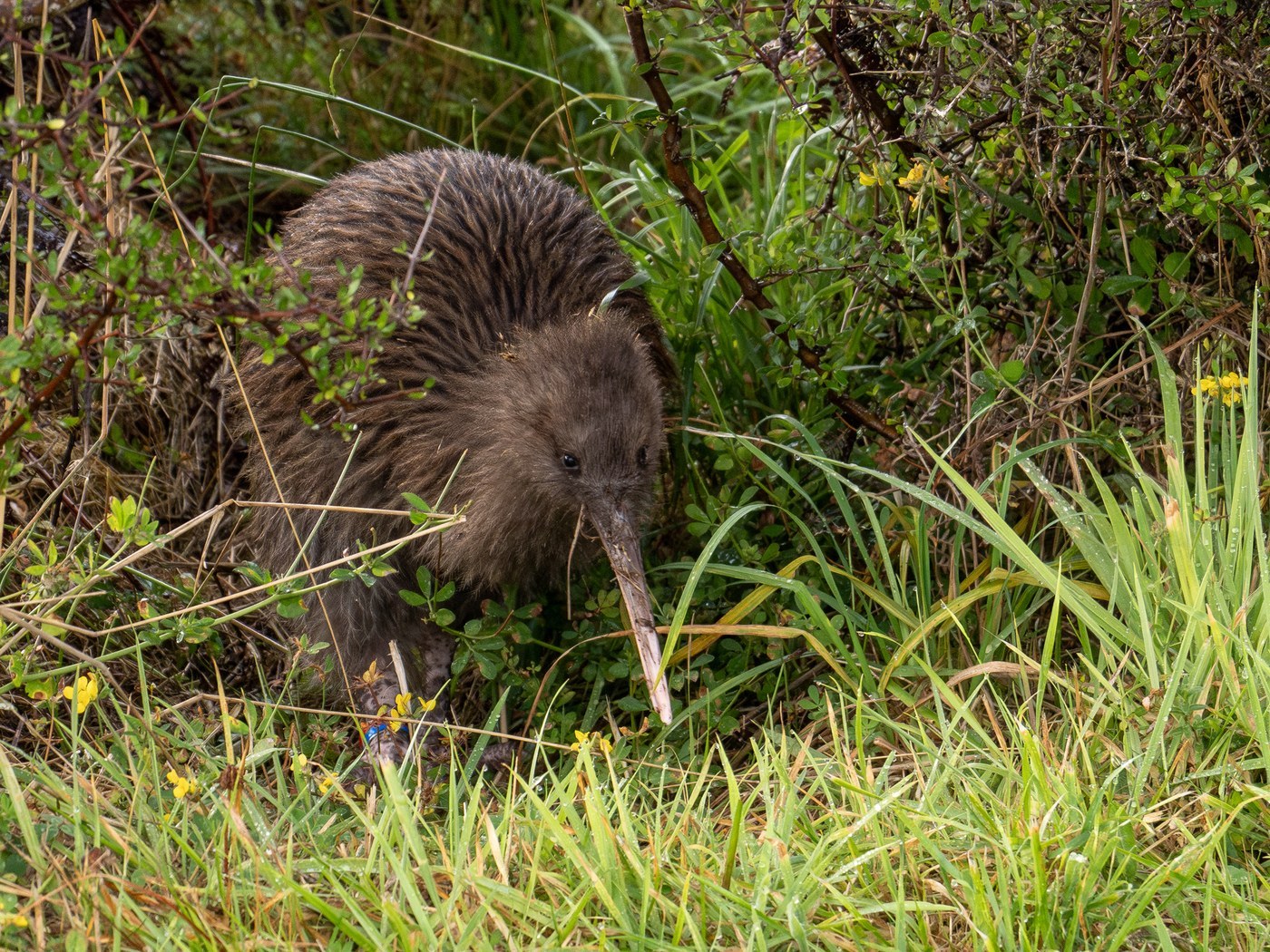 Southern Brown Kiwi Identification Guide