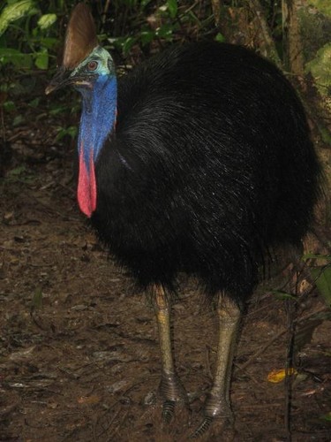 Southern Cassowary