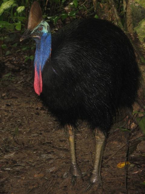 Southern Cassowary Identification Guide