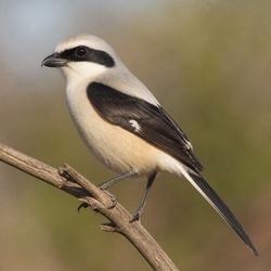 Southern Fiscal Identification Guide