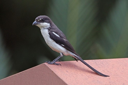 Southern Fiscal