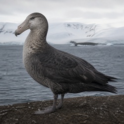 Southern Giant Petrel Identification Guide