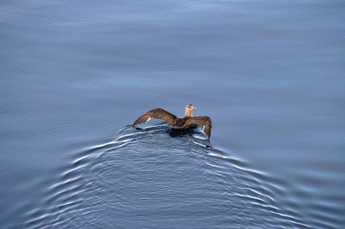Southern Giant Petrel