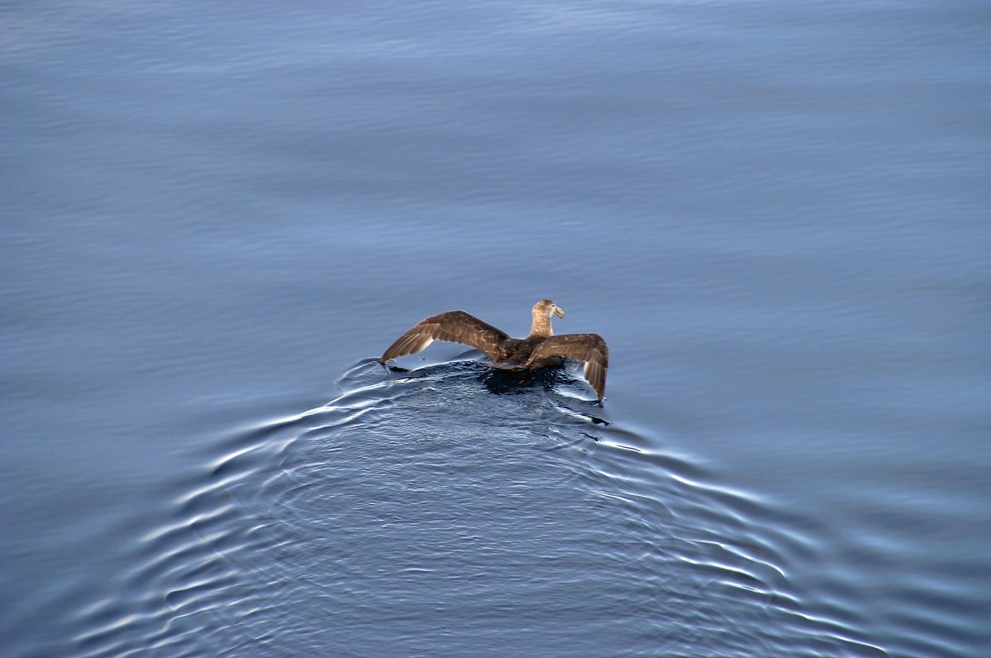 Southern Giant Petrel (Macronectes giganteus)