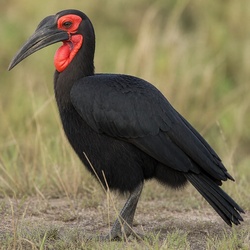 Southern Ground Hornbill Identification Guide