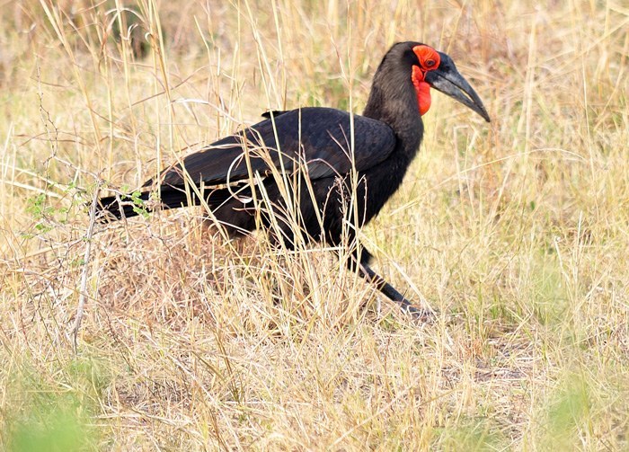 Southern Ground Hornbill Identification Guide