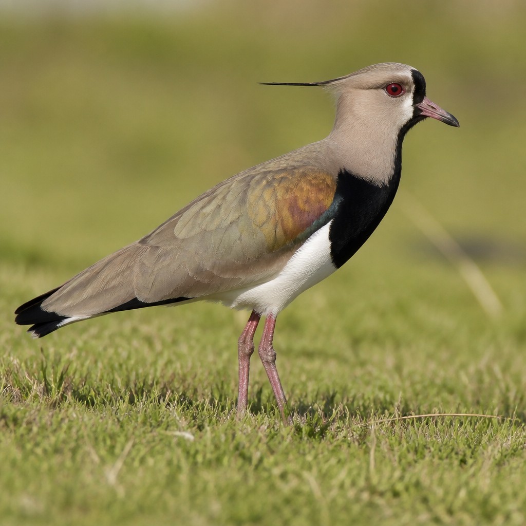 Southern Lapwing