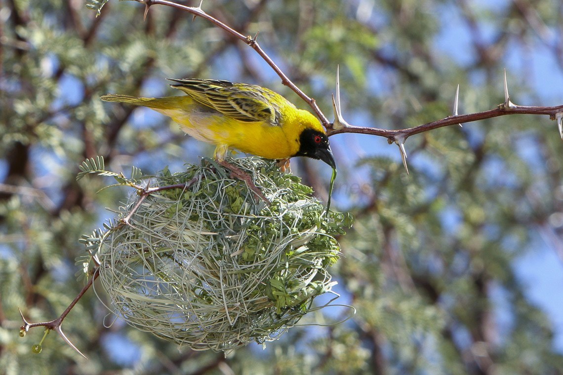 Southern Masked Weaver (Ploceus velatus)