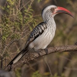 Southern Red-billed Hornbill Identification Guide