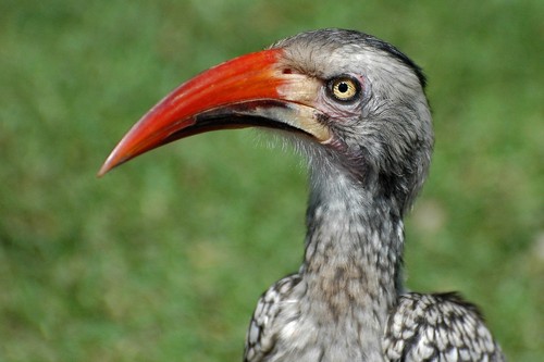Southern Red-billed Hornbill