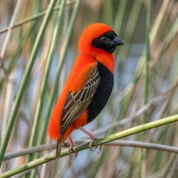 Southern Red Bishop Identification Guide