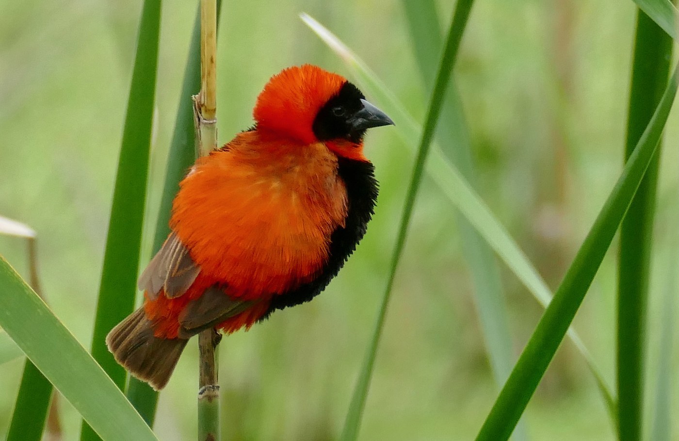 Southern Red Bishop (Euplectes orix)