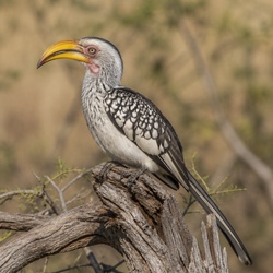 Southern Yellow-billed Hornbill Identification Guide