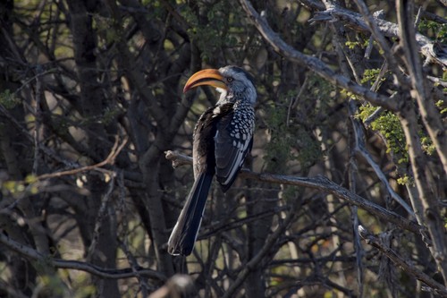 Southern Yellow-billed Hornbill