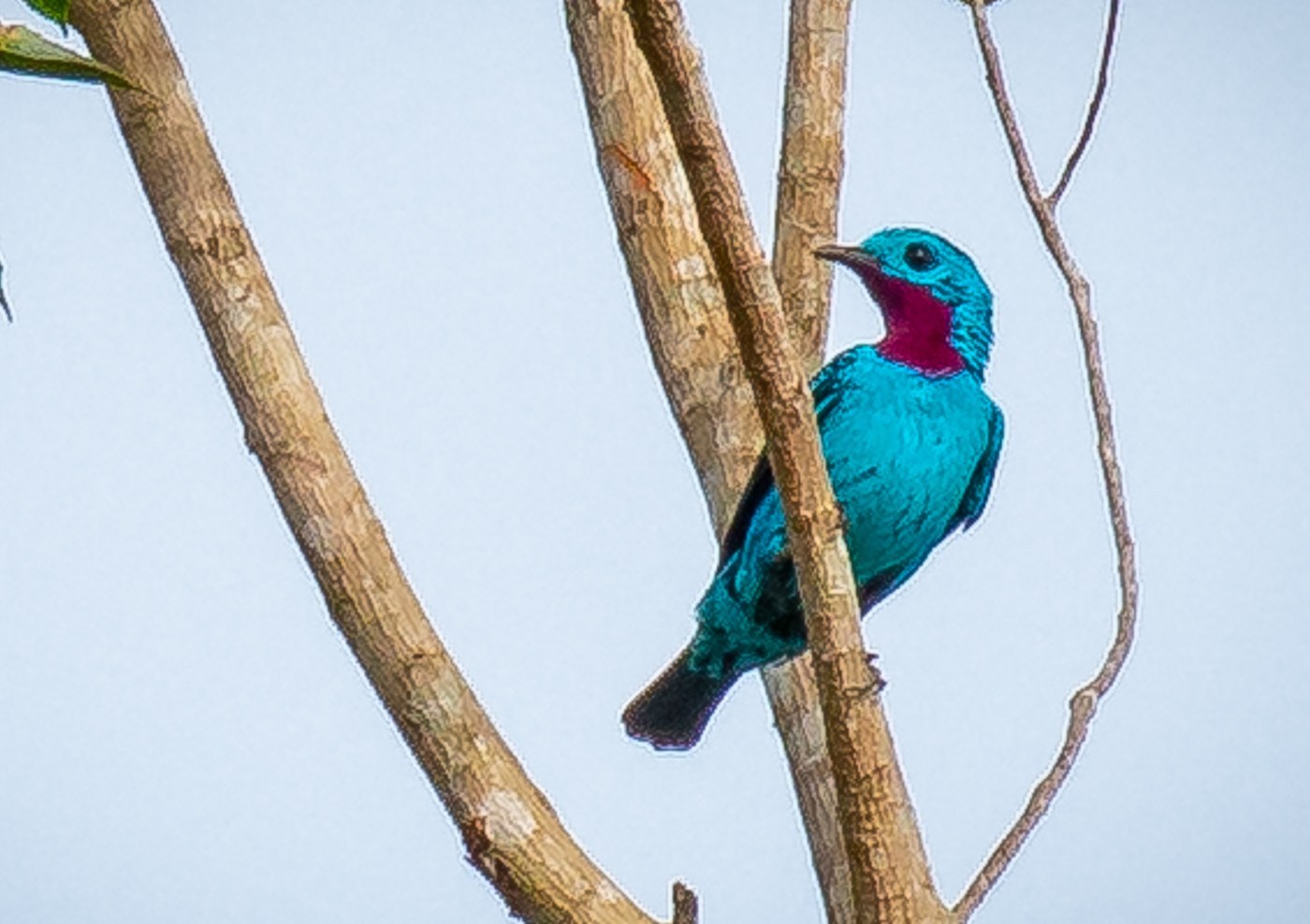 Spangled Cotinga (Cotinga cayana)